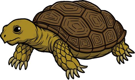 辰姓名學 夢見烏龜是什麼意思